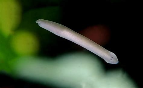  Quiriophagus! This Tiny Flatworm Loves Eating Algae And Thriving In Freshwater Environments