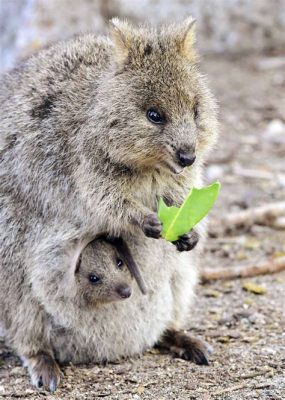  Quokka: Dit Kleine Marsupiaal met een Glimlach heeft de leukste Selfie-Habits!