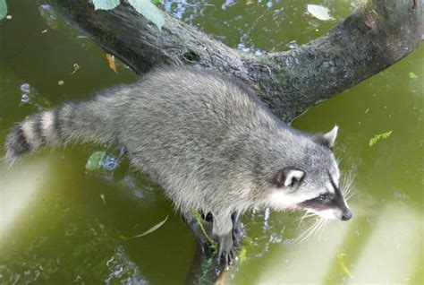  Ratelaar! Een klein zoogdier met een imposante snuiftechnologie en een onverzadigbare honger voor knaagdieren