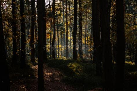 Roerei: Een Vogelaar Met de Mooiste Kleurencombinaties en een Stem die Zonder Schaamte de Hele Bossen Doordringt!