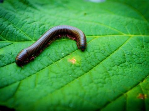  Rugose Millipede: A Master of Decomposition, Hidden Underneath Layers of Fallen Leaves!