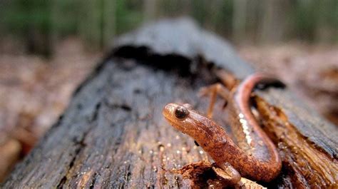  Salamander: Een Amfibie die zich Verstopt achter een Boomstam en Verschijnt als een Regenboog in het Moeras!