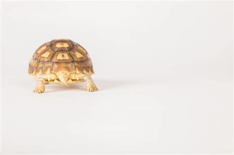  Schildpad: Ontdek de rustige wereld van een reptiel met een eeuwenoude geschiedenis!