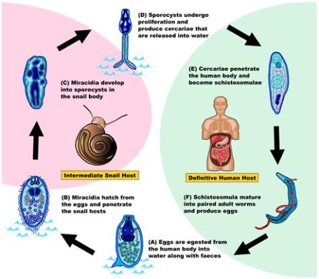  Schistosoma! De Parasiet Die Je Zintuigen Op de proef Stellt