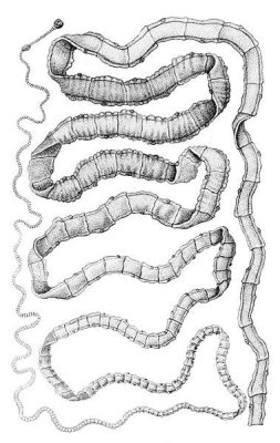  Taenia solium; een worm die je liever niet in je darmen wilt!