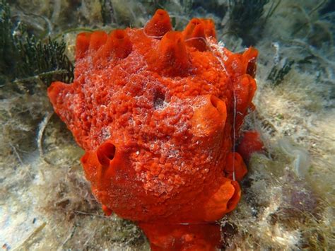  Tedania: Een Sponge Met Een Vreemd Gesmak Voor Kalk En Een Liefde Voor Diepe Grotten!