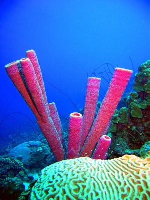 Tube Sponge: Een Onderwater Wonder met Een Verrassende Vegetarische Dieet!