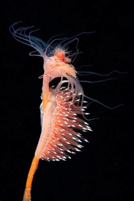  Tubularia Deze elegante zeedier, met zijn lange steeltjes en kronkelende tentakels, kan zowel individueel als in kolonies voorkomen en heeft een fascinerende manier om zich te voeden!