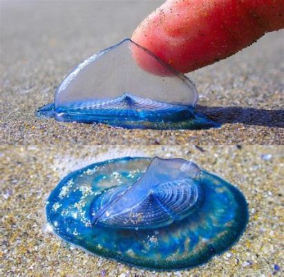  Velella velella! Deze wondrous gele zeezeilende koloniale hydrozoërs drijven op de golven en lijken een beetje op miniatuur UFO's.