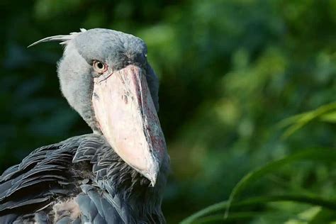  Witkraan! Deze Vogel Met Een Gigantische Snavel Heeft Een Voedselvoorraad Die Jou Zal Verbluffen