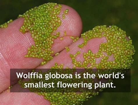  Wolffia! Een Microscopische Wonder: Ontdek de Kleinste Bloeiende Plant ter Wereld