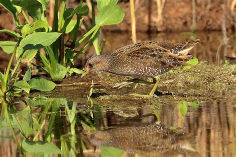  Xanthopus! Dit Amfibieënroofdier Heeft een Voorkeur voor Water en Kan Zich Met Een Onverwachte Snelheid Bewegen