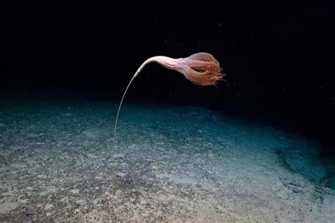  Xenophyophore: Een Mysterieus Wezen van de Diepe Zeebodem met Oeroud Gebruiksgemak!