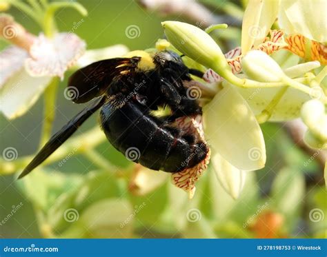  Xylocopa! Een Bezwerende Houtbij met een Smaak voor Zoetheid en Architectuur