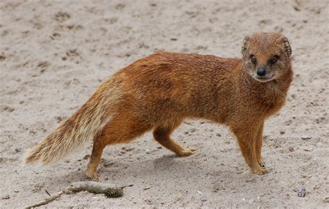  Yellow-Mongoose! De Gezellige Weetjes van een Kleine Roofdier met een Onverwachte Persoonlijkheid