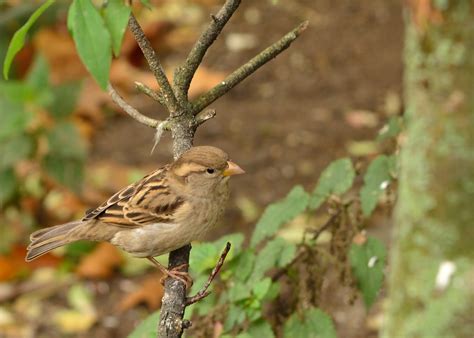  Zebrafinch! Een Kleine Zangvogel Met een Groot Hart